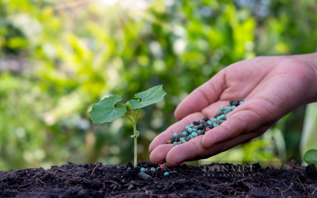 Chi phí phân bón tăng cao khiến nông dân gặp nhiều khó khăn. Ảnh T.L