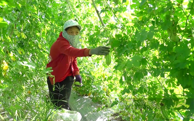 Nông dân thu hoạch hoa màu ở huyện Dương Minh Châu, Tây Ninh. Ảnh: Trần Khánh