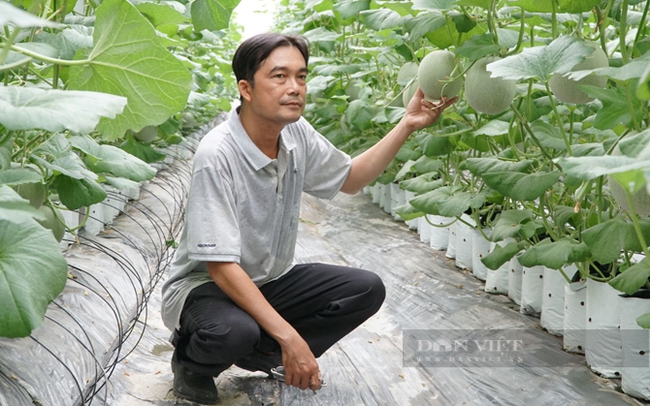 Ông Phạm Văn Trung bên vườn dưa lưới của HTX nông nghiệp Chà Là, huyện Dương Minh Châu. Ảnh: Đại Dương