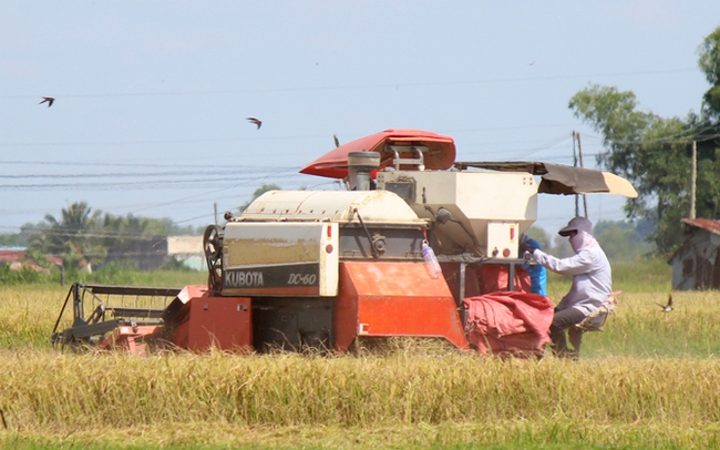 Thu hoạch lúa ở huyện Gò Dầu, Tây Ninh. Ảnh: Trần Khánh