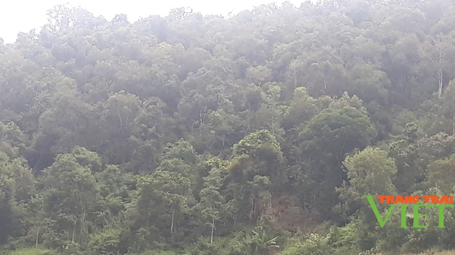 Tiếp sức cho những cánh rừng ở huyện biên giới Mường Tè thêm xanh - Ảnh 3.
