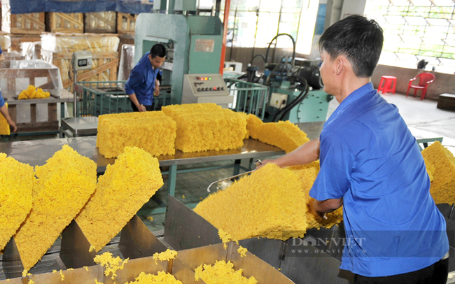 Chế biến mủ cao su trong nhà máy ở Đồng Nai. Ảnh: Trần Khánh