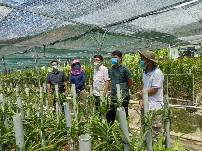 Đà Nẵng: Chuyển đổi cây trồng hiệu quả, nông dân Hoà Vang nhanh tăng thu nhập - Ảnh 1.