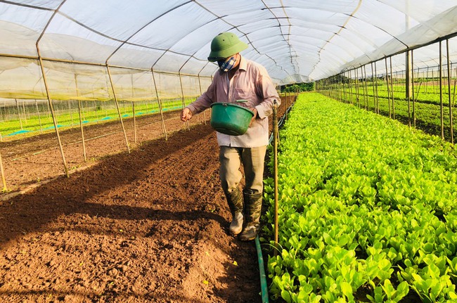 Hà Nội: Hơn 76 tỷ đồng hỗ trợ nông dân sản xuất vụ đông 2021 - Ảnh 3.