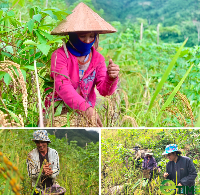 Quảng Ngãi: “Ngọc trời” được gieo trồng nơi lưng núi có giá bán thế nào?  - Ảnh 7.