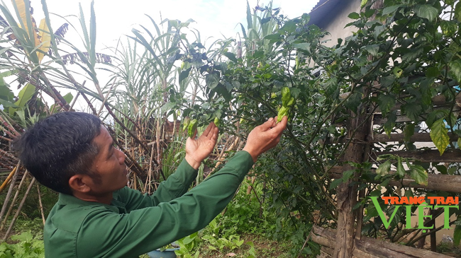 Nông thônTây Bắc: Thu nhập khá từ trồng loại cây cho quả &quot;ăn một lần nhớ mãi&quot; - Ảnh 3.