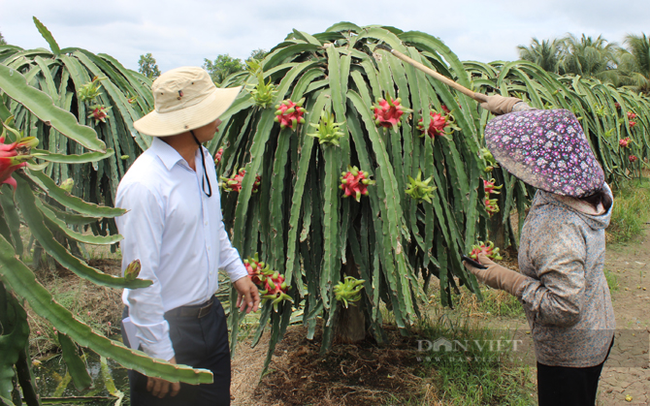 Vùng trồng thanh long xuất khẩu của một nghiệp ở huyện Châu Thành, Long An. Ảnh: Nguyên Vỹ