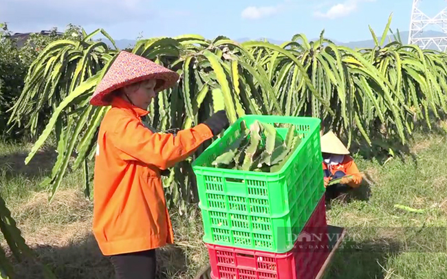 Bình Thuận cũng là tỉnh xuất khẩu phần lớn sản phẩm thanh long sang thị trường Trung Quốc. Ảnh: Trần Khánh