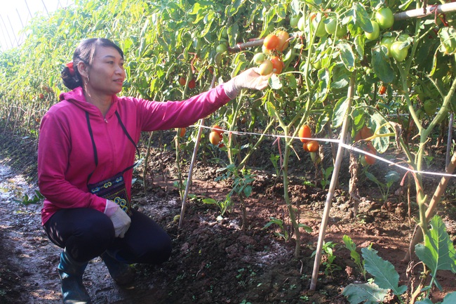 Hà Nội: Hơn 76 tỷ đồng hỗ trợ nông dân sản xuất vụ đông 2021 - Ảnh 1.