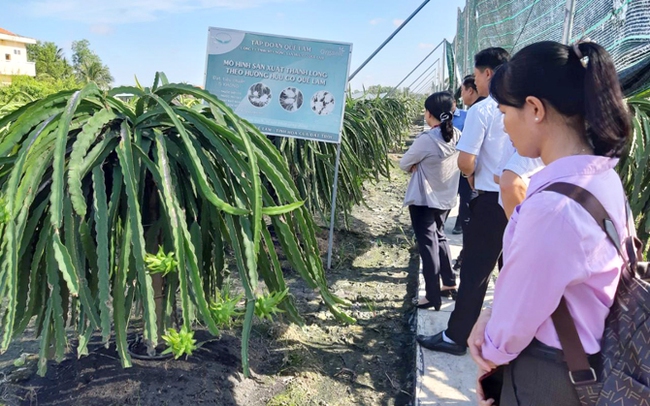 Mô hình trồng thanh long theo hướng hữu cơ của HTX Nông nghiệp Thanh Phú Long, tỉnh Long An. Ảnh: Minh Thơ