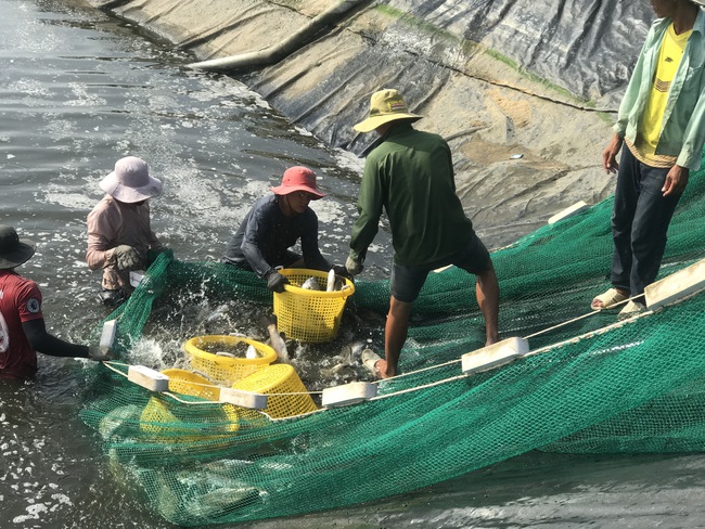 Khánh Hòa: Có vốn ưu đãi, dân khấm khá từ nuôi tôm, cá - Ảnh 1.