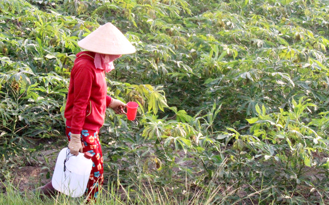 Nông dân trồng mì tại tỉnh Bình Thuận. Ảnh: Trần Khánh