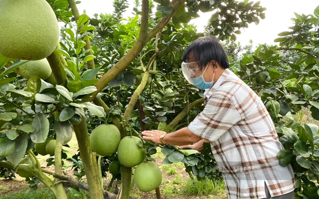 Nông dân trồng bưởi da xanh ở Xã Sông Xoài thuộc TX.Phú Mỹ. Ảnh: Trần Khánh