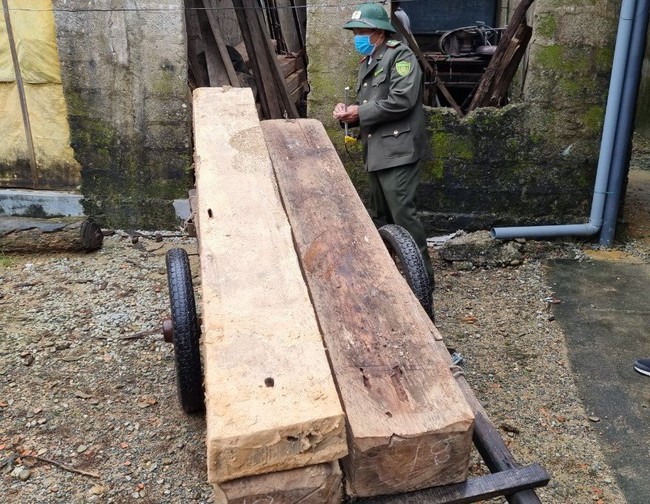 TT-Huế: Lâm tặc bỏ lại nhiều gỗ lậu tháo chạy khi bị vây bắt  - Ảnh 2.