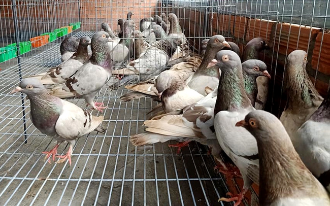 Mô hình chăn nuôi chim bồ câu thương phẩm ở xã Định An, huyện Dầu Tiếng, tỉnh Bình Dương. Ảnh: Thanh Phong
