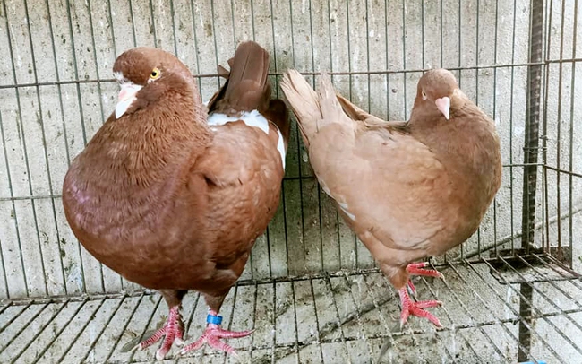 Một cặp chim bồ câu bố mẹ tại trại nuôi của ông Phong. Ảnh: Trần Khánh