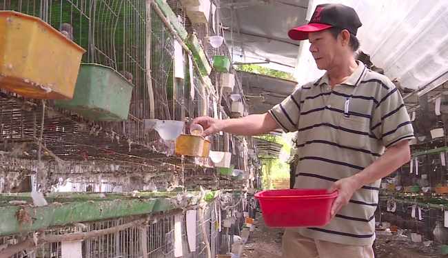 Người dân ở huyện Dầu Tiếng, Bình Dương chăm sóc đàn bồ câu. Ảnh: Hiếu Thuần