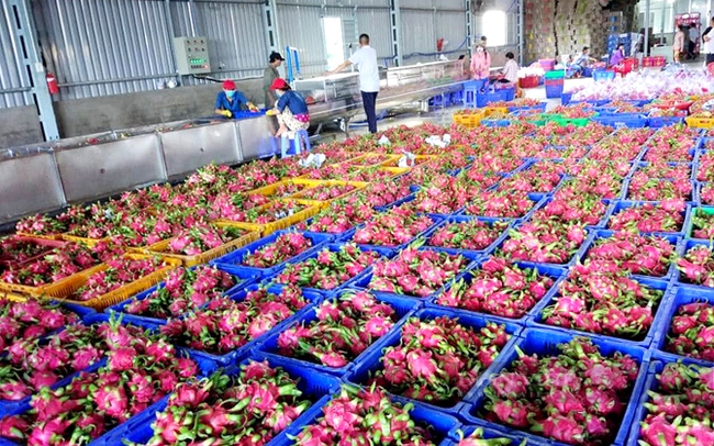Một cơ sở thu mua, xuất khẩu thanh long ở tỉnh Long An. Ảnh: Trần Khánh