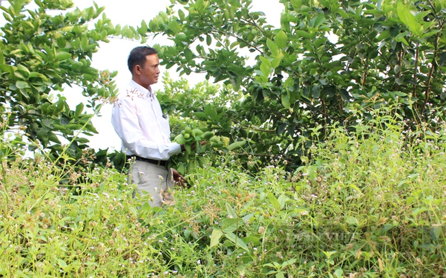 Vùng trồng chanh không hạt theo mô hình sinh thái của nông dân huyện Bến Lức, Long An. Ảnh: Nguyên Vỹ