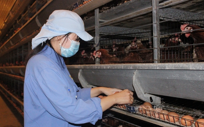 Bên trong nhà máy sản xuất trứng gà sạch của công ty Ba Huân ở tỉnh Long An. Ảnh: Nguyên Vỹ