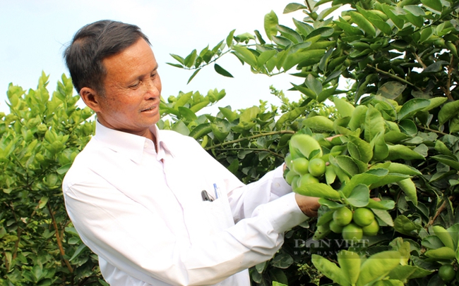 Nông dân huyện Bến Lức, Long An trồng chanh không hạt phục vụ thị trường xuất khẩu. Ảnh: Nguyên Vỹ