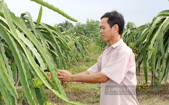 Nông dân trồng thanh long ở huyện Châu Thành, Long An. Ảnh: Trần Khánh
