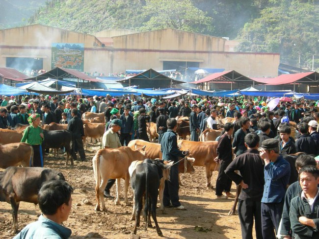 Chợ bò Mèo Vạc - Ảnh 1.