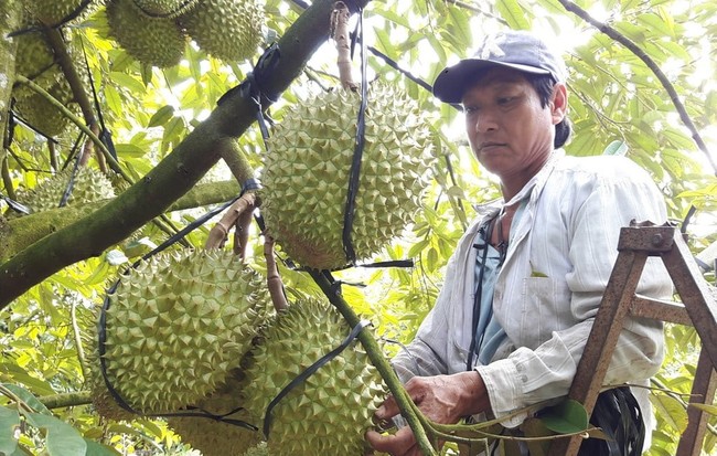 Phân bón Cà Mau tối ưu bộ sản phẩm NPK một hạt giúp kiến tạo giá trị bền vững cho nông sản Việt - Ảnh 1.