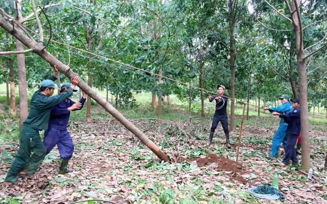 Thanh niên nông trường Cồn Tiên, Công ty sao su Quảng Trị khắc phục hậu quả do mưa bão trên vườn cây cao su. Ảnh: Thiên Hương