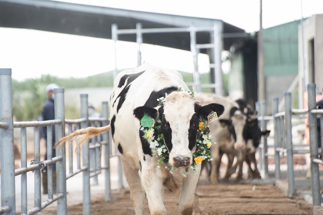 Nutifood đăng ký sáng chế thức ăn chăn nuôi bò sữa bổ sung thảo mộc - Ảnh 1.