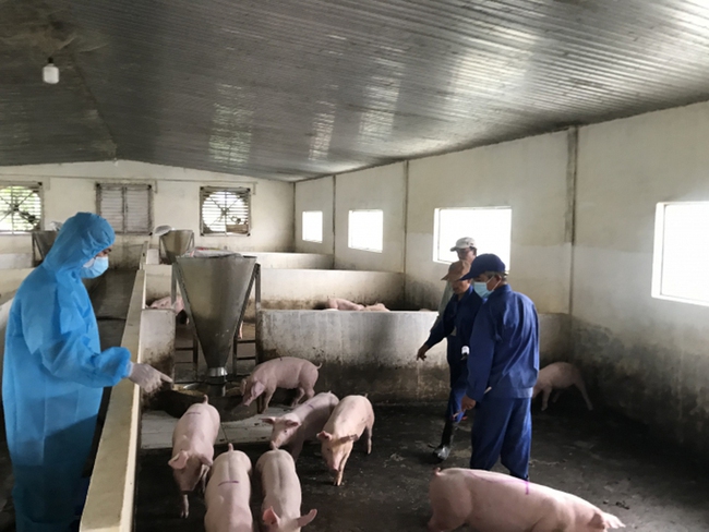 Việt Nam sắp công bố vaccine dịch tả lợn châu Phi  - Ảnh 1.