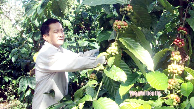 Nông dân huyện Bù Đăng thu hoạch cà phê. Ảnh: T.L