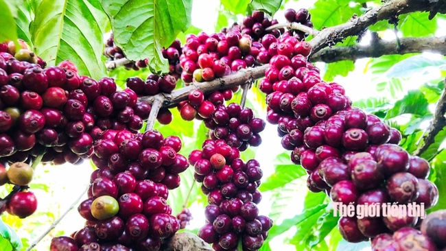 Vụ thu hoạch cà phê Bình Phước năm nay được mùa được giá. Ảnh: Trần Khánh