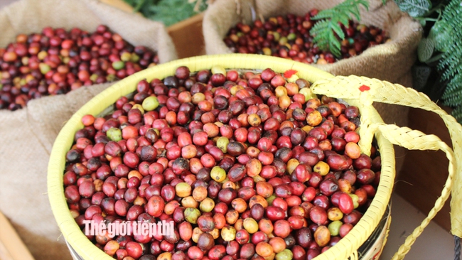 Các vùng trồng cà phê ở Bình Phước đang thiếu nhân công thu hái. Ảnh: Trần Khánh