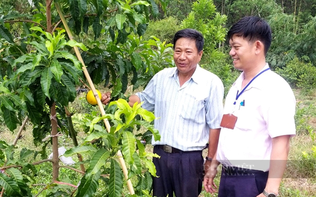 Mô hình trồng vú sữa hoàng kim đã xuất hiện ở Bình Phước từ nhiều năm trở lại đây. Trong ảnh: trồng vú sữa hoàng kim ở huyện Đồng Phú. Ảnh: D.T