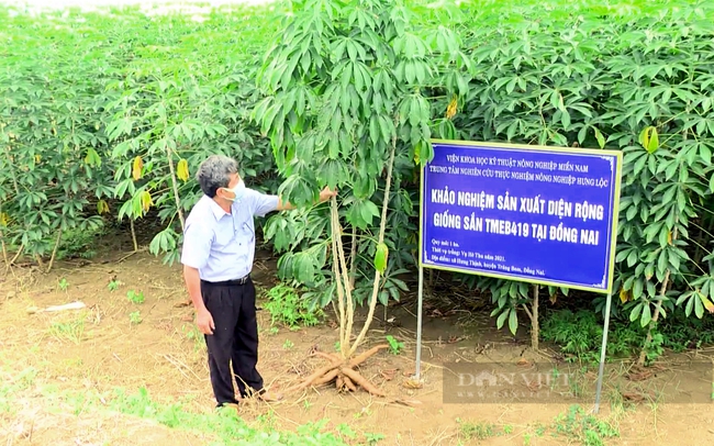 Giống khoai mì TMEB419 trồng khảo nghiệm ở Trung tâm nghiên cứu thực nghiệm nông nghiệp Hưng Lộc (Đồng Nai). Ảnh: Trần Khánh