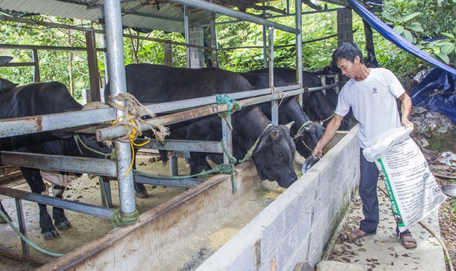 Nông dân đất chè giàu lên từ... nuôi bò 3B, trồng cây ăn quả - Ảnh 1.