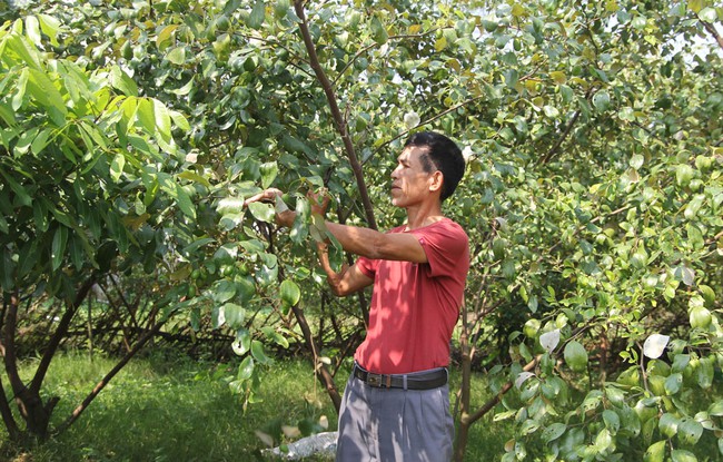 Thái Nguyên: Nông dân đất chè giàu lên từ... nuôi bò 3B, trồng cây ăn quả - Ảnh 3.