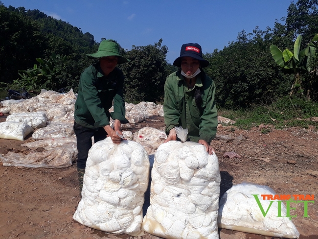 Lai Châu: Người dân có việc làm, thu nhập ổn định từ cây cao su - Ảnh 2.