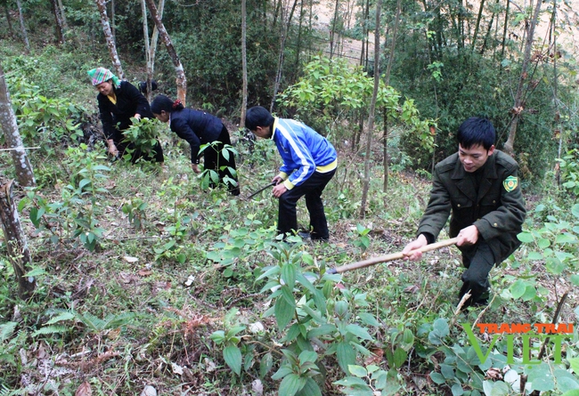 Mường Tè tăng cường quản lý, bảo vệ rừng mùa hanh khô - Ảnh 1.