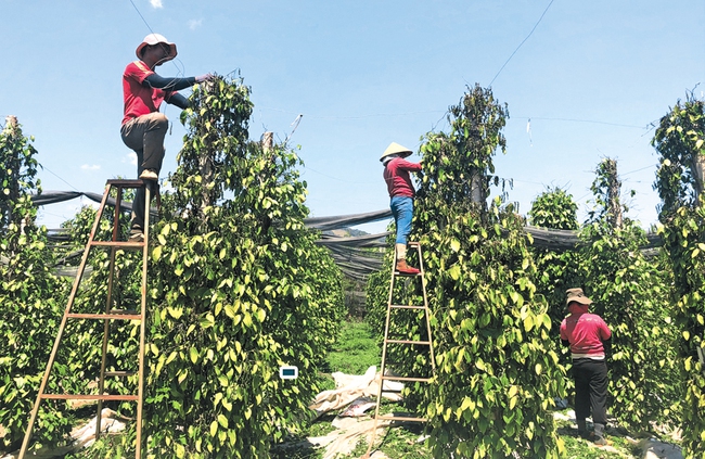 Cơ hội làm mới quy hoạch hồ tiêu - Ảnh 1.