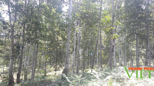 Lai Châu: Ông nông dân tiếp sức cho cánh rừng hồi sinh - Ảnh 2.