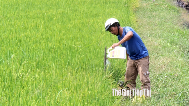 Nông dân trồng lúa ở huyên Châu Thành, Tây Ninh. Ảnh: Trần Khánh