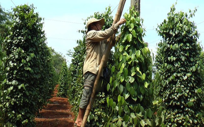 Nếu vẫn trồng &quot;vàng đen&quot; theo cách này thì khách &quot;dễ tính&quot; đến mấy cũng lỗ như thường  - Ảnh 3.