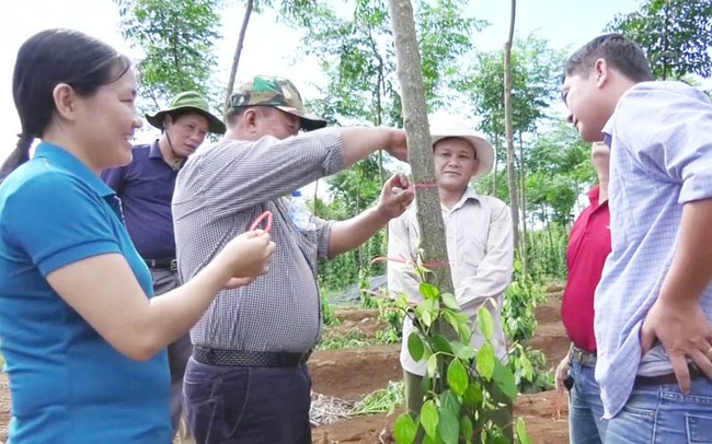 Nếu vẫn trồng &quot;vàng đen&quot; theo cách này thì khách &quot;dễ tính&quot; đến mấy cũng lỗ như thường  - Ảnh 4.