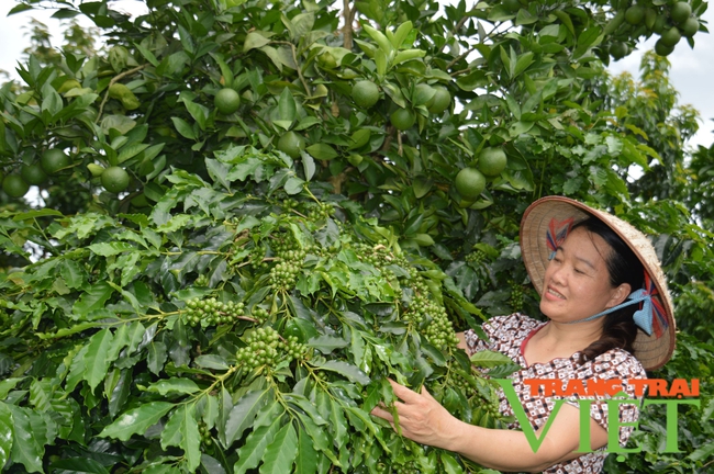 Nông thôn Tây Bắc: Làm giàu từ mô hình kinh tế tổng hợp ở Mường Ảng - Ảnh 1.