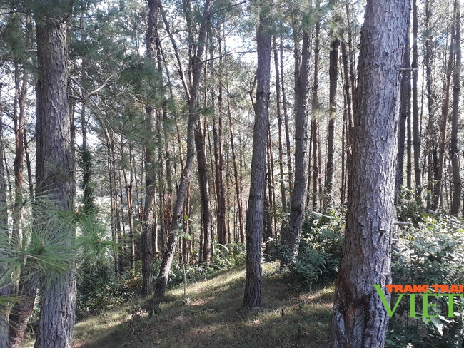 Hiệu quả chính sách chi trả dịch vụ môi trường rừng ở Lai Châu - Ảnh 2.