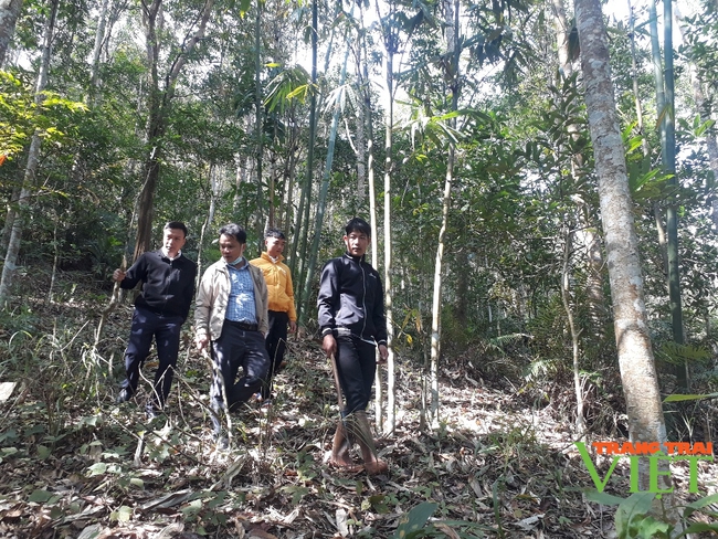 Hiệu quả chính sách chi trả dịch vụ môi trường rừng ở Lai Châu - Ảnh 1.