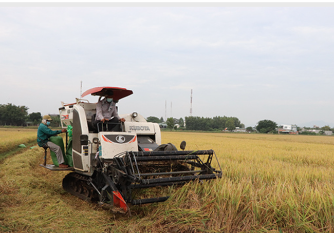 Nông dân Đồng Nai chuyển đổi cây trồng khiến diện tích cây lương thực và cây lâu năm giảm - Ảnh 1.