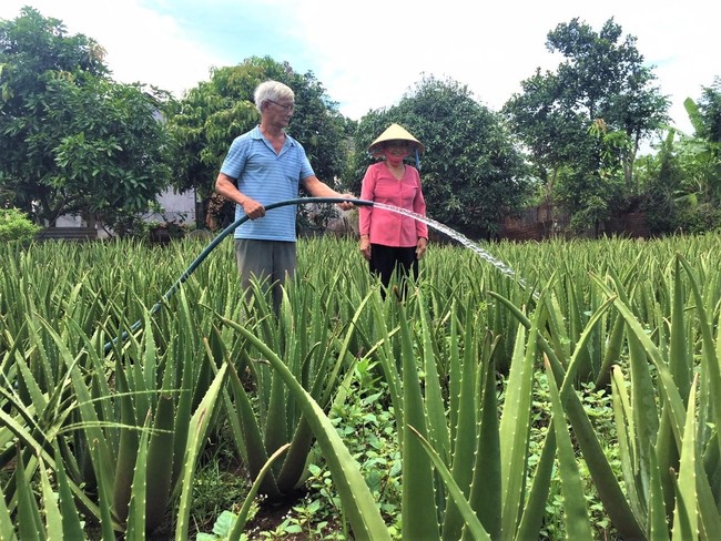 Vốn trao tay, người trồng nha đam nhanh khá  - Ảnh 1.